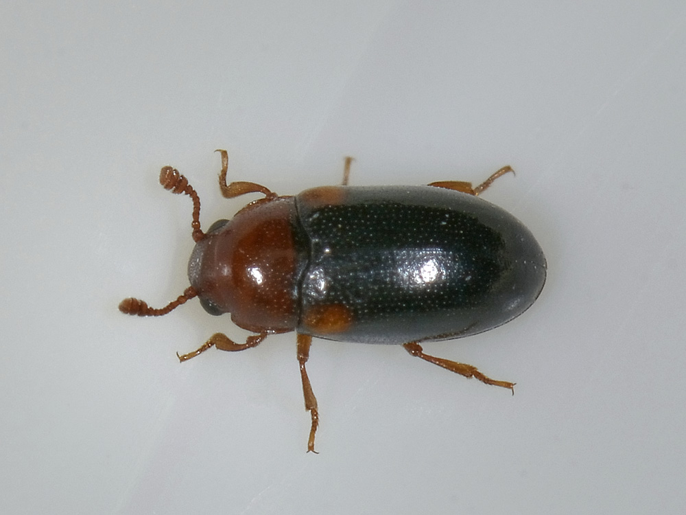 Dacne bipustulata, Erotylidae